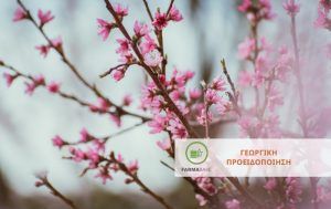 Πώς να προστατέψετε την Ροδακινιά & Βερικοκιά κατά την άνθιση