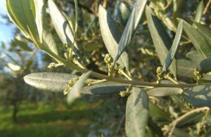 Φυτοπροστασία Ελιάς στο στάδιο της άνθισης & στο φούσκωμα των ανθοταξιών