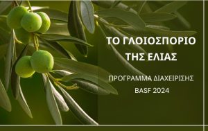 Το γλοιοσπόριο της ελιάς – Πρόγραμμα Διαχείρισης BASF 2024