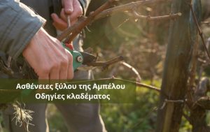 Ασθένειες ξύλου της Αμπέλου – Οδηγίες κλαδέματος