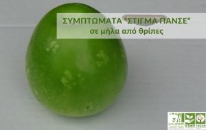 Συμπτώματα “στίγμα πανσέ” (pansy spot) σε μήλα κατόπιν προσβολής από θρίπες