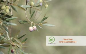 Αντιμετώπιση εντομολογικών εχθρών σε Ελαιόδενδρα