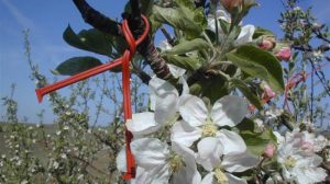 Aπό 30 Ιουλίου ξεκινάει η υποβολή των δηλώσεων για τη Δράση “ΚΟΜΦΟΥΖΙΟ”