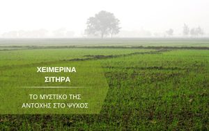 Χειμερινά Σιτηρά: Το Μυστικό της Αντοχής στο Ψύχος