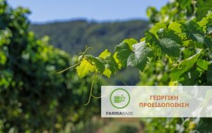 Αμπέλι: Φυτοπροστασία κατά το στάδιο της βλάστησης
