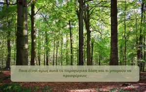 Ποια είναι τα παραγωγικά δάση και τι μπορούν να προσφέρουν;