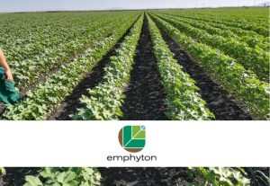 Η ευεργετική επίδραση του BS95 της Emphyton στο βαμβάκι, κατά την έναρξη της ανθοφορίας!