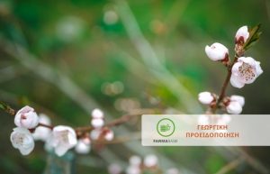 Έναρξης βλάστησης και σχισίματος: περίοδο ιδιαίτερης ευαισθησίας για τα Πυρηνόκαρπα