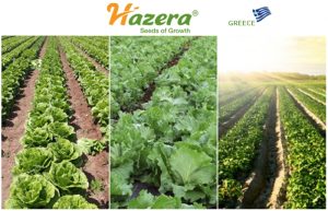 Η καλλιέργεια μαρουλιού με HAZERA είναι εύκολη υπόθεση…