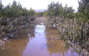Ασφυξία του ριζικού συστήματος στην δενδροκομία