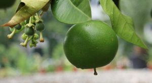 Φυτοπροστασία Εσπεριδοειδών λίγο πριν την συγκομιδή