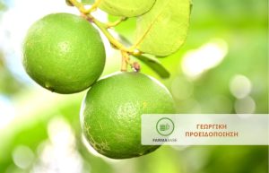 Εχθροί – Ασθένειες Εσπεριδοειδών σε έξαρση το Φθινόπωρο