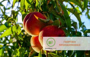 Πυρηνόκαρπα & Γιγαρτόκαρπα: Καλλιεργητικές φροντίδες κατά το λήθαργο
