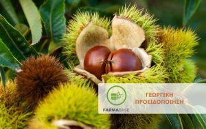Πώς να αντιμετωπίσετε τη Σφήκα της Καστανιάς