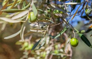 Ασθένειες ελιάς: Οδηγός αντιμετώπισης από τον Α.Σ. Ένωση Αγρινίου