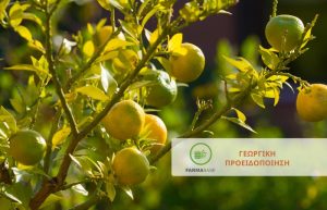 Εσπεριδοειδή: Προσοχή! αύξηση των συλλήψεων της Μύγας Μεσογείου
