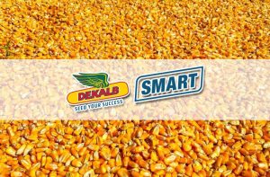 Διαγωνισμός DEKALB 2000 – Οι υψηλές αποδόσεις κερδίζουν διπλά…
