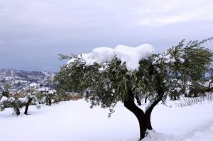Ελιά και χαμηλές θερμοκρασίες
