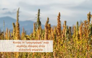 Κινόα: Η “υπερτροφή” που κερδίζει έδαφος στην ελληνική γεωργία