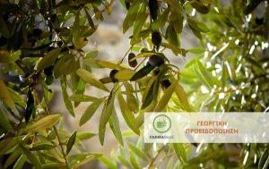 Εμφάνιση ιδιαίτερα υψηλών πληθυσμών του Πυρηνοτρήτη της Ελιάς