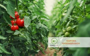 Εμφάνιση εντομολογικών εχθρών και μυκητολογικών ασθενειών σε Τομάτες Θερμοκηπίου