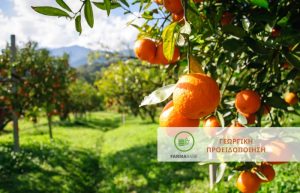 Εσπεριδοειδή: Ο άστατος καιρός την περίοδο της καρπόδεσης έχει επηρεάσει αρνητικά την παραγωγή