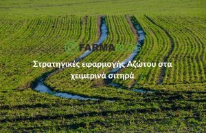 Στρατηγικές εφαρμογής αζώτου στα χειμερινά σιτηρά