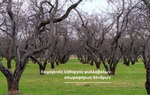 Ο λήθαργος των φυλλοβόλων οπωροφόρων δένδρων