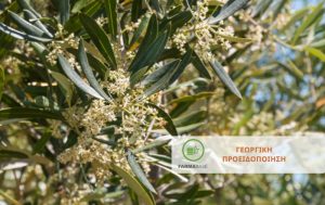 Ελιά: Φυτοπροστασία Πυρηνοτρήτη και Βαμβακάδας κατά την ανθοφορία