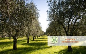 Ελιά – Έγκαιρη αντιμετώπιση του Πυρηνοτρήτη και της Βαμβακάδας