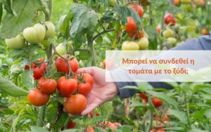 Μπορεί να συνδεθεί η τομάτα με το ξύδι;