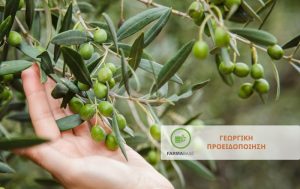 Οι σημαντικότεροι εντομολογικοί εχθροί της Ελιάς