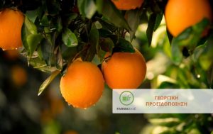 Χειμωνιάτικη Φυτοπροστασία Εσπεριδοειδών