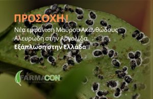 ΠΡΟΣΟΧΗ! Νέα εμφάνιση Μαύρου Ακανθώδους Αλευρώδη στην Αργολίδα – εξάπλωση στην Ελλάδα!
