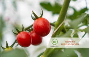 Βιομηχανική Τομάτα: Ωίδιο, Τετράνυχος, Tuta Absoluta, Θρίπας