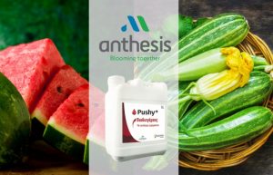 Pushy+ | Πρωίμιση και Εντυπωσιακή Αύξηση Απόδοσης στα Κολοκυνθοειδή