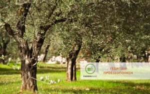 Αύξηση των συλλήψεων της Ευδεμίδας της Αμπέλου
