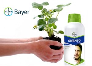 Η Bayer πρωτοπορεί με το καινοτόμο εντομοκτόνο SIVANTO prime!
