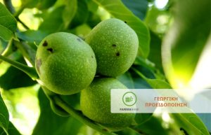 Καρπόκαψα σε Καρυδιές, πότε είναι απαραίτητες οι επεμβάσεις