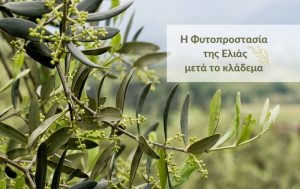 Προληπτικά Μέτρα Φυτοπροστασίας Ελιάς μετά το κλάδεμα
