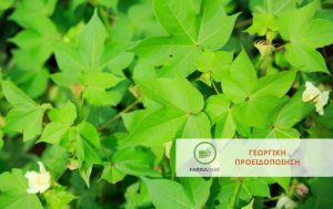 Φυτοπροστασία για το Πράσινο και Ρόδινο σκουλήκι στο Βαμβάκι