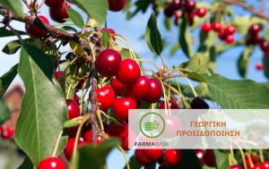 Πυρηνόκαρπα: Φυτοπροστασία κατά της μονίλιας στο στάδιο της ωρίμανσης