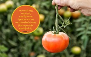 Το άρωμα του φυτού της τομάτας για την προστασία των καλλιεργειών