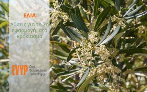 Η ΕΒΥΠ προτείνει λύσεις για τη 2η εφαρμογή της ελιάς στο κρόκιασμα!