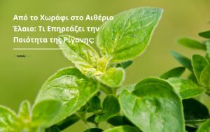 Από το Χωράφι στο Αιθέριο Έλαιο: Τι Επηρεάζει την Ποιότητα της Ρίγανης;