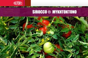 Φθινοπωρινοί ψεκασμοί εναντίον του Περονόσπορου σε τομάτες θερμοκηπίου