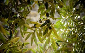 Απαιτούνται άμεσοι ψεκασμοί στους Ελαιώνες – Ιδιαίτερα κρίσιμη περίοδος μόλυνσης!
