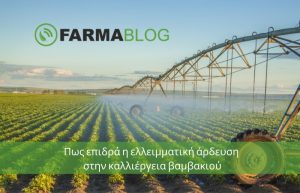 Πως επιδρά η ελλειμματική άρδευση στην καλλιέργεια βαμβακιού