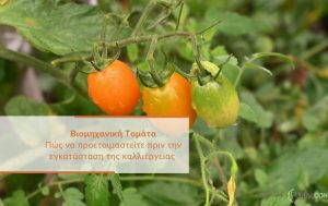 Πώς να προετοιμαστείτε πριν την εγκατάσταση της καλλιέργειας Βιομηχανικής Τομάτας