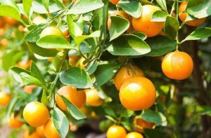 Τα μυστικά της σωστής ωρίμανσης και συγκομιδής εσπεριδοειδών